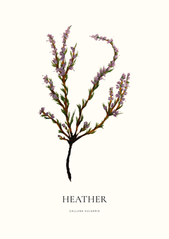 A5 Botanical Prints