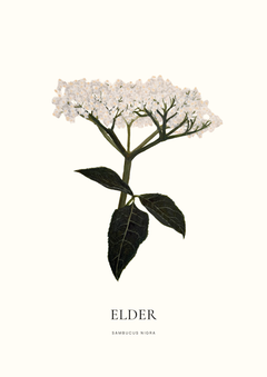 A5 Botanical Prints