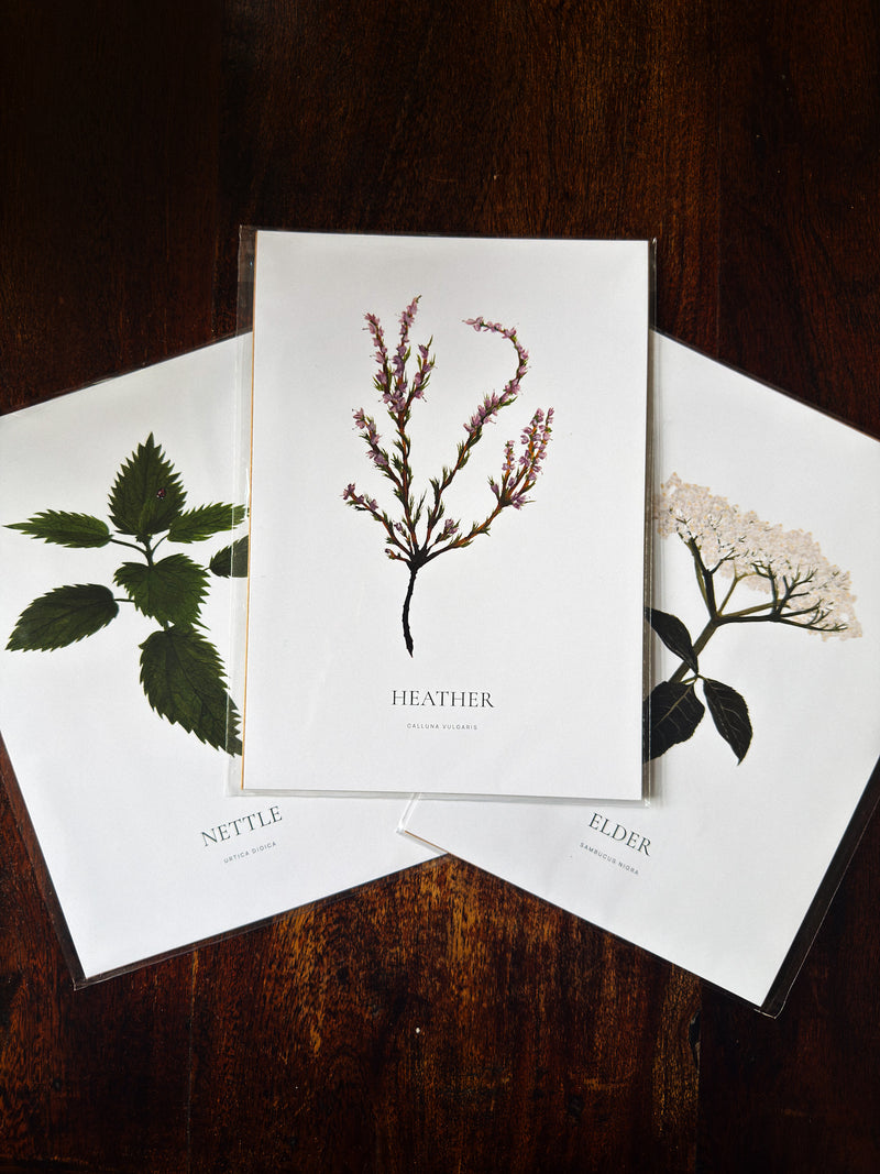 Three botanical art prints labeled Nettle, Elder, and Heather, arranged in a fan-like layout on a dark wooden tabletop.